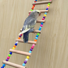 Load image into Gallery viewer, Parrots Climbing Colorful Ladder
